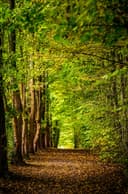 Klimaheld Wald