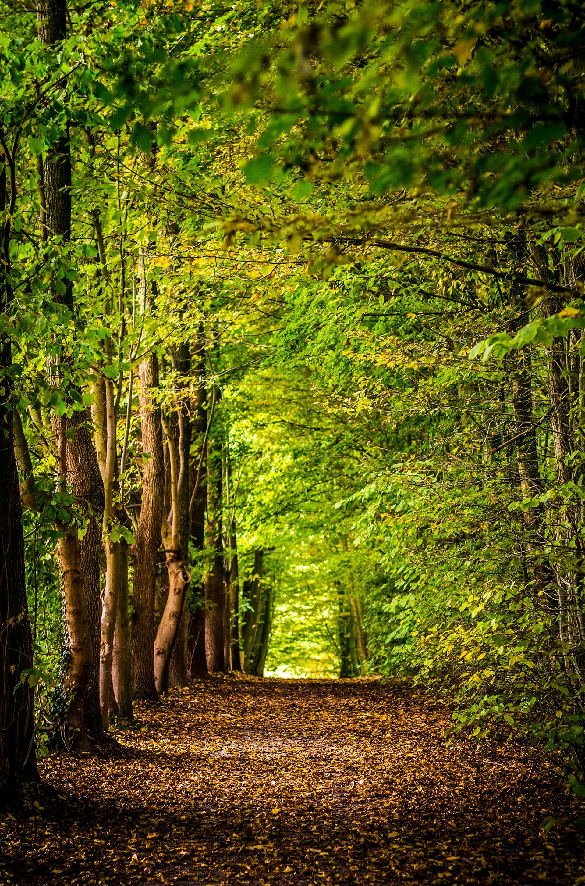 Klimaheld Wald