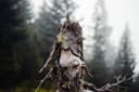 Totholz im Wald