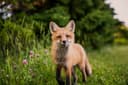 Wald als Multitalent