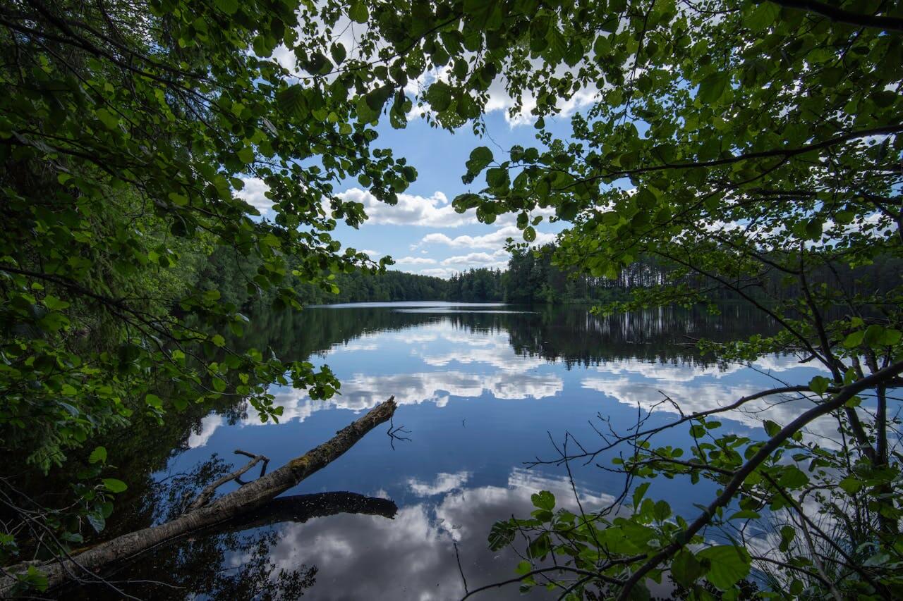 Das Ökosystem Wald