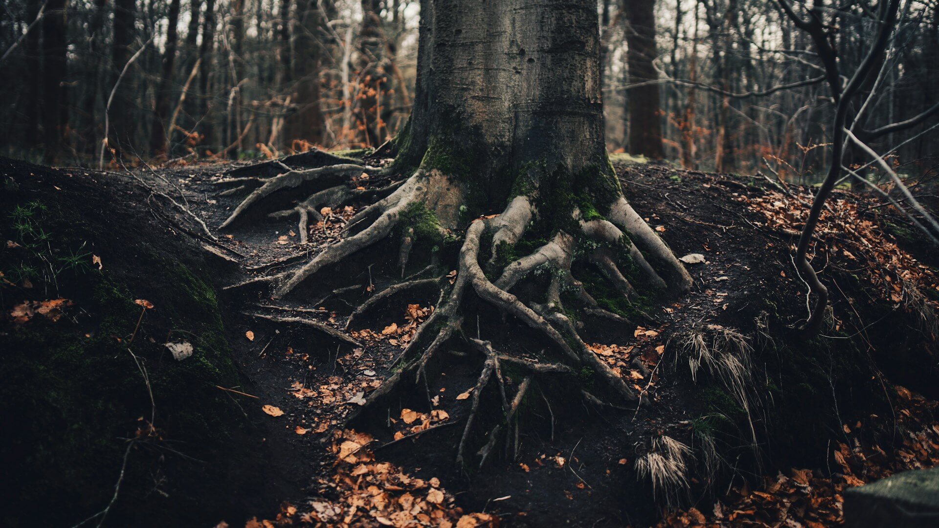 Stockwerke des Waldes